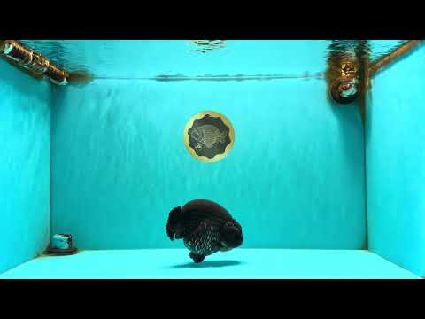 CHUBBY AAA Grade Black Blue Ranchu Female 5.5 inches #100926RC_31