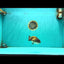 Black Copper Lionchu Female 4 inches #081426LC_26