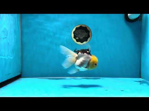 A Grade Lemonhead Oranda Female 4.5 inches #032125OR_03