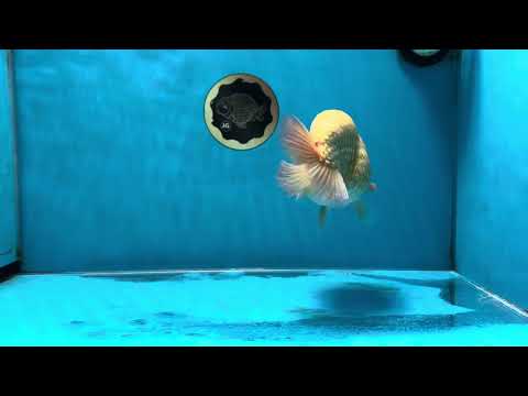 SUPER WEN AAA Grade Mac &amp; Cheese LionKing 5.5-6 inches #032825LC_13