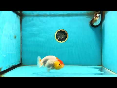 A Grade Red White LionQueen 4 inches #121225LC_08