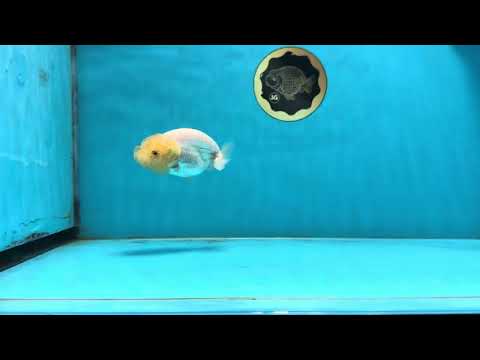 A Grade White LionQueen 3.5 inches #112825LC_03