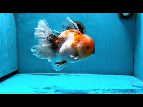 A Grade Flowy Sakura Oranda Female 6 inches #062025OR_22 – Jimmy