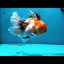 A Grade Sakura Oranda Female 6 inches #062025OR_22
