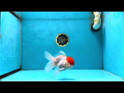 A Grade Red Cap Oranda Male 4.5-5 inches #053025OR_22