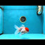 A Grade Red Cap Oranda Male 4.5-5 inches #053025OR_22