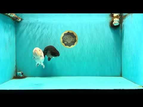 CHUBBY A Grade Blue Ranchu Female 5 inches #080726RC_29