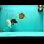 CHUBBY A Grade Blue Ranchu Female 5 inches #080726RC_29