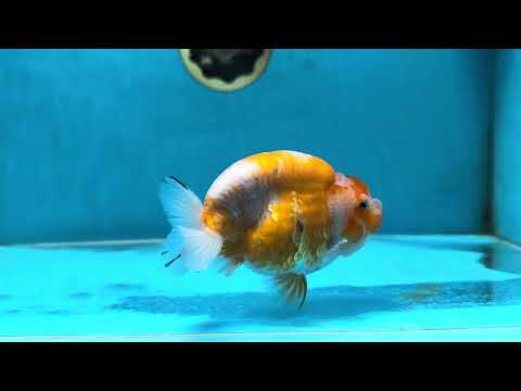 A Grade Sakura LionKing 4.5 inches #052325LC_13