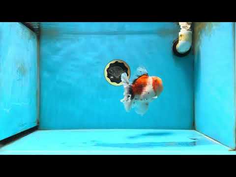 AAA Grade Godzilla Calico Sakura Button Eyes Oranda Male 5.5 inches #051625OR_19