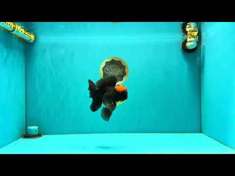 A Grade Tricolor Red Head Oranda Male 5-5.5 inches #041726OR_10