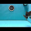Calico Tiger Oranda Female 3.5-4 inches #0526OR_13