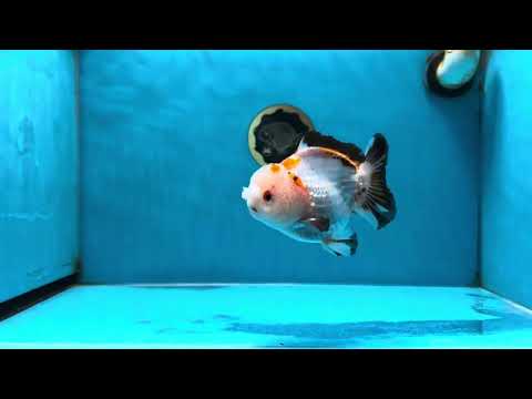 A Grade Pompom Tricolor Yuanbao Male 4 inches #052325YB_27