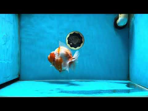 AAA Grade Godzilla Sakura Yuanbao Female 5.5 inches #050925YB_20