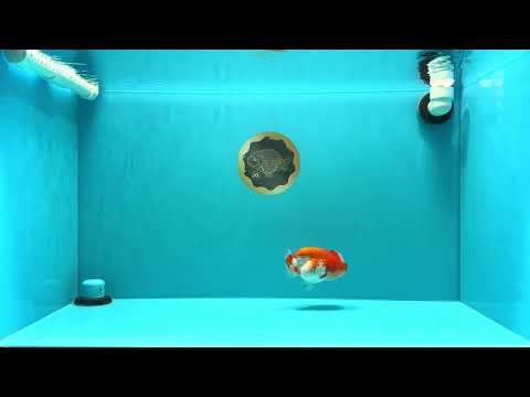 A Grade Jade Head Red White LionQueen 4 inches #030626LC_05