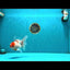 SPECIAL A Grade Tancho Sakura Oranda Male 5.5-6 inches #073126OR_09
