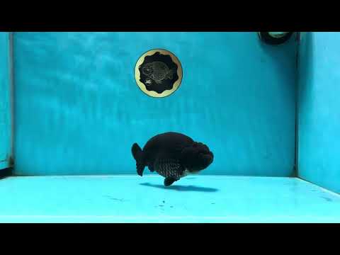 AAA Grade Godzilla Black LionKing 4.5-5 inches #053025LC_09