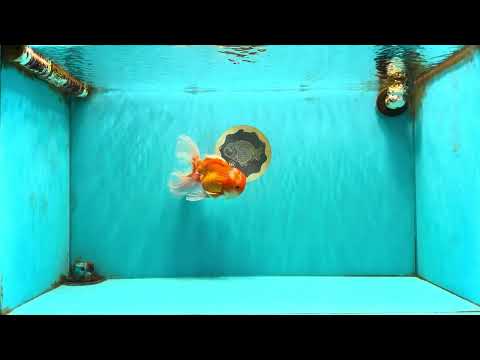 Red White Oranda Male 5.5-6 inches #082826OR_09