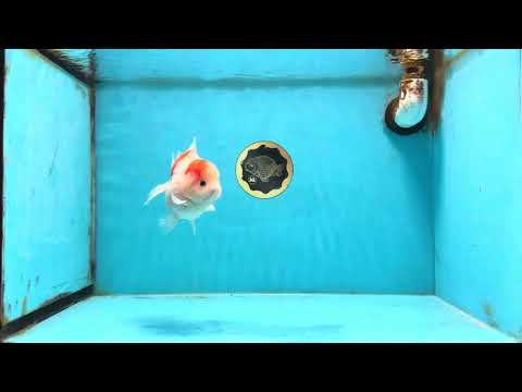 ADORABLE A Grade Sakura Yuanbao Male 4 inches #110725YB_10