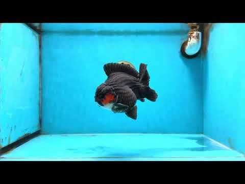 BATMAN A Grade Tricolor Yuanbao Male 5 inches #110725YB_08