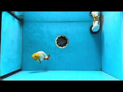 Sunny Lemonhead Lionchu Male 4-4.5 inches #072525LC_04