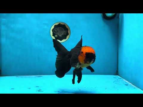 AAA Grade Batman Apache Oranda Male  5 inches #053025OR_16
