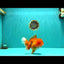 AAA Grade Red Oranda Female 6.5 inches #071026OR_24