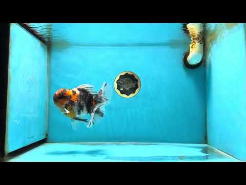 A Grade Ink Tiger Oranda Male 5-5.5 inches #050925OR_49