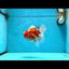 AAA Grade Godzilla Sakura Oranda Male 5.5 inches #080125OR_10