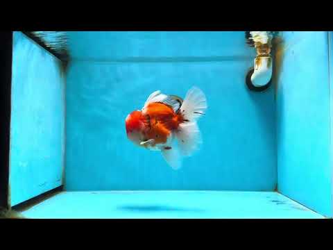 AAA Grade Godzilla Sakura Oranda Male 5.5 inches #080125OR_10
