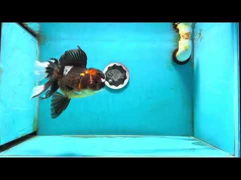 A Grade Pompom Tricolor Oranda Female 6.5 inches #112224OR_20