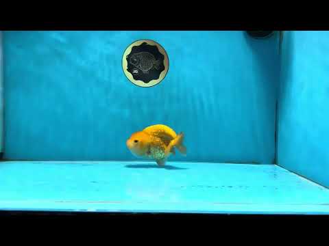 Cheese LionChu Female 4 inches #070425LC_14