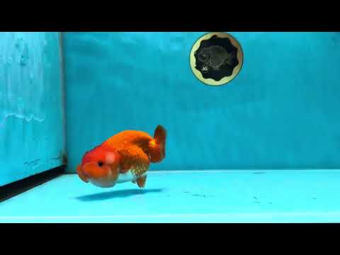 A Grade Red White LionQueen 4 inches #053025LC_07