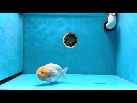 A Grade Golden Puff  Lemonhead LionKing 4.5-5 inches #020725LC_10