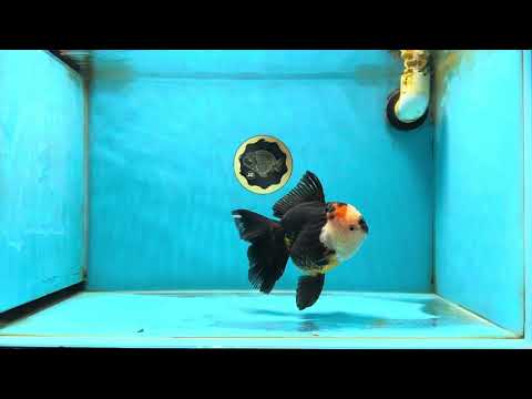 AAA Grade Tricolor Oranda Female 5.5-6 inches #050925OR_33