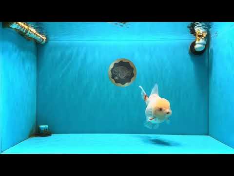 A Grade White Oranda Female 6.5 inches #071726OR_18