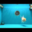 A Grade White Oranda Female 6.5 inches #071726OR_18
