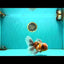 A Grade Calico Oranda Male 6.5-7 inches #082126OR_14