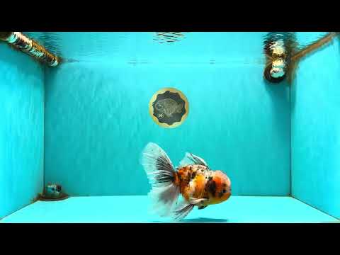 A Grade Calico Oranda Male 6.5-7 inches #082126OR_14