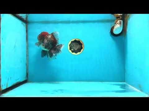 A Grade Kirin Oranda Female 6 inches #110725OR_03