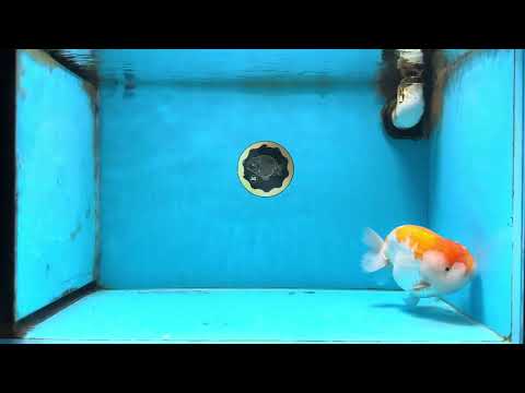 AAA Grade Orange White LionKing 6 inches #091225LC_05