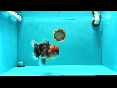 BULLDOG AAA Grade Red Head Kirin Calico Oranda Male 6.5 inches #022026OR_06