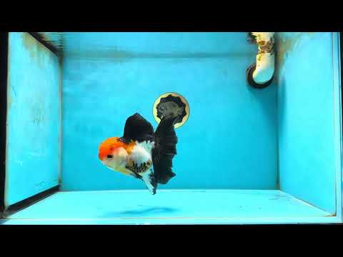 Fluffy Tail A Grade Tricolor Oranda Female 5-5.5 inches #042525OR_04