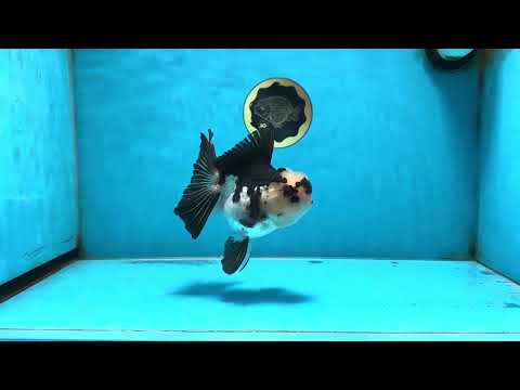 A Grade Panda Button Eyes Oranda Female 5 inches #081525OR_17