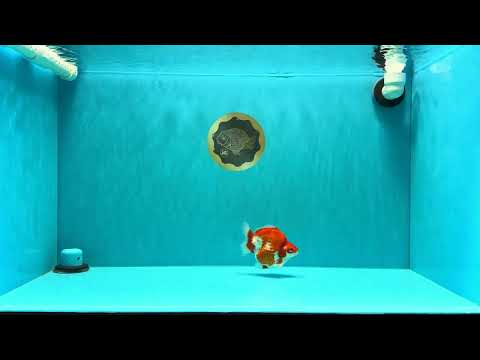 AAA Grade Red White Ryukin Male 4 inches #031326RK_30