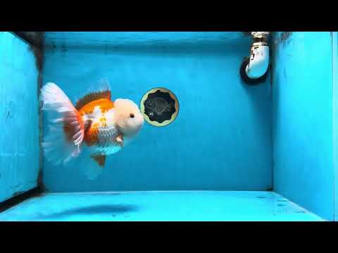 AAA Grade Red White Oranda Female 6.5 inches #100325OR_13