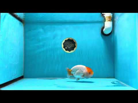 A Grade SANTA SUPER WEN Orange White LionKing 4.5 inches #122724LC_05