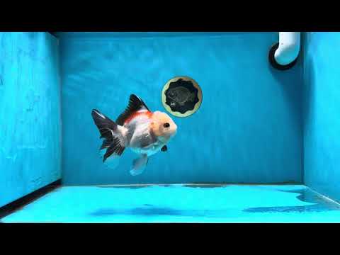 AAA Grade Tricolor Oranda Female 4.5 inches #013125OR_14