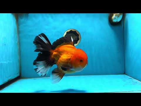 AAA Grade Apache Oranda Male 6-6.5 inches #082925OR_14