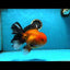 AAA Grade Apache Oranda Male 6-6.5 inches #082925OR_14